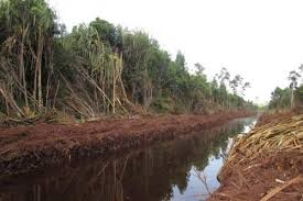 Perusahaan Di Inhil Diharuskan Bikin Kanal Blobking